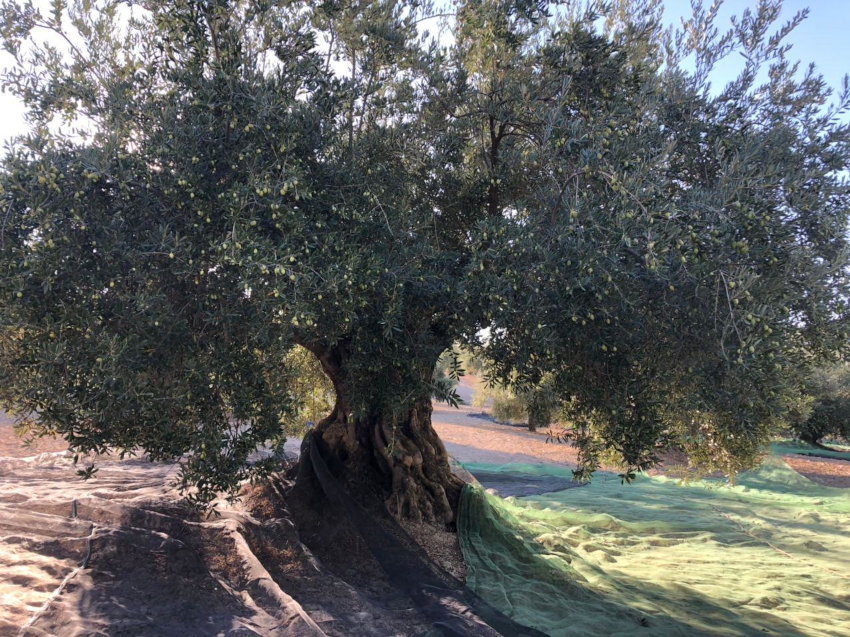 Aceite de Oliva Virgen Extra